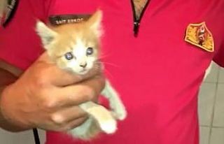 Apartman boşluğuna düşen kedi kurtarıldı