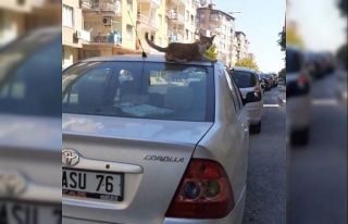 Arabanın tavanındaki kediyle yolculuk etti
