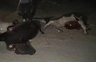 Araç çarpan 2 hayvan telef oldu