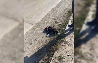 Aracın çarptığı köpek telef oldu