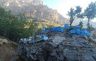Arılarını ayılardan korumak için kovanları kayanın...