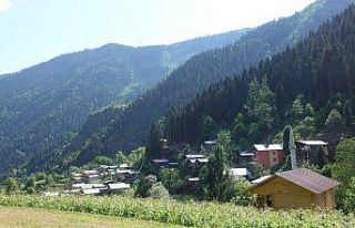 Artvin Yanıklı köyünde 300 yıllık kurban geleneği...