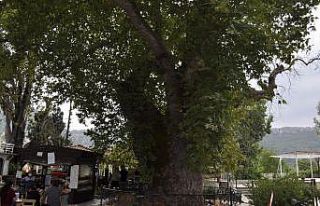 Asırlık çınar ağacı