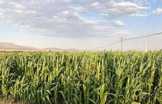 Aslanapa’da silajlık mısırda yüksek rekolte...