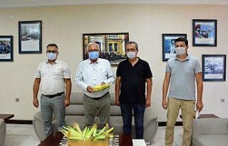 Ata tohumundan üretilen mısırların ilk hasadı...