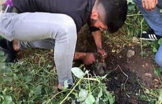 Atık su borusuna mahsur kalan yavru köpeği kurtardı