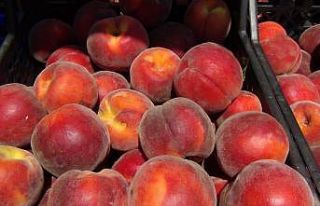 Avrupa şeftaliye hasta