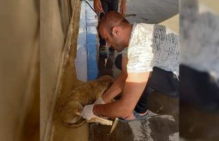 Ayağı kırılan köpeği vatandaşlar tedavi etti