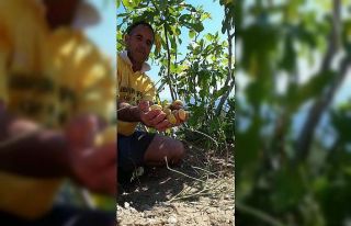 Aydın’da incir hasadı başladı