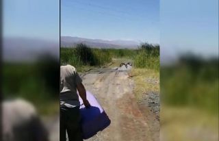 Bakımı ve beslenmesi yapılan kızıl şahin doğaya...