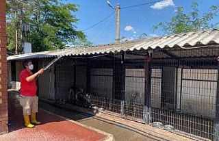 Barınaktaki köpekler sıcak havadan böyle korunuyor