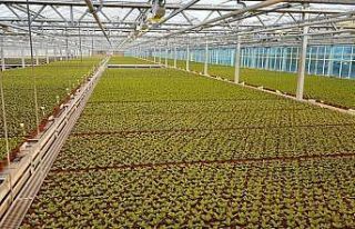 Bartın’da "Kozcağız seracılığın merkezi...