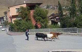 Başıboş inekler kaçtı zabıta kovaladı
