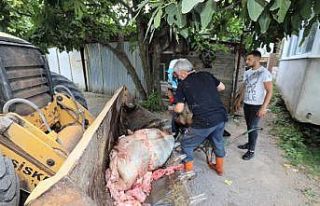 Başiskele’de kurban atıkları anında toplanıyor