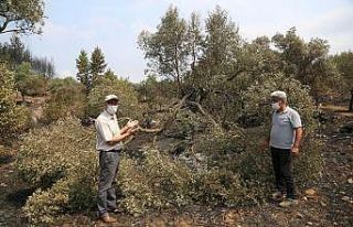 Başkan Atıcı, yanan alanları inceledi