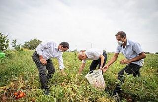 Başkan Soyer domates hasadı yaptı