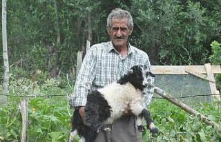 Bataklığa saplanan ineğinin başında sabahlayan...