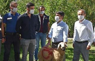 Belediye Başkanı tatlı yerine kurbanlık götürdü