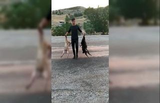 Besicinin hız ve alt geçit isyanı