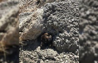 Beton altında sıkışan yavru köpeğe yardım eli