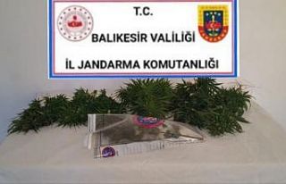 Bigadiç’te esrar ve kenevir bitkisi operasyonu