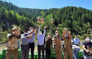 Bin adet keklik doğaya salındı