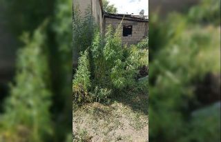 Bitlis’te 147 kök Hint keneviri ele geçirildi