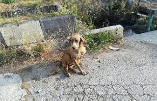 Bolu’da, gözleri görmediği için su kuyusuna...