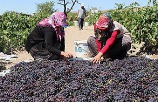 Böyle eğlenceli bağ bozumu görülmedi