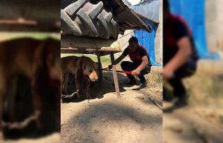 Boynu zincire sıkışan köpek itfaiye ekipleri tarafından...