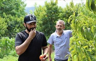 Bu bahçenin meyvesini turistler dalından yiyor