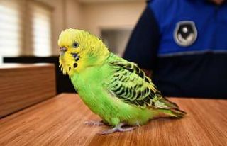 Buldukları muhabbet kuşunu zabıtaya teslim ettiler