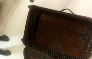 Bursa’da bonzai satıcılarından kahveli kamuflaj