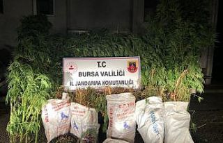 Bursa’da kenevir tarlası baskını: 1 gözaltı