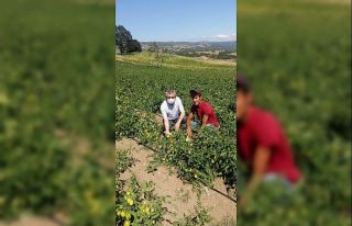 Büyükşehir Belediyesi’den alım garantili destek