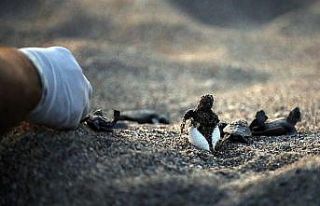 Caretta caretta yavruları denizle buluştu