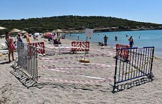 Caretta carettalar yumurtlamak için Urla’yı seçti