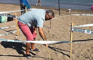 Caretta yuvalama alanları genişliyor