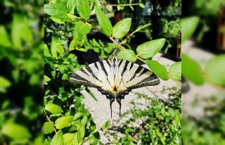 Çatal Kuyruklu Kelebek ilgi odağı oldu