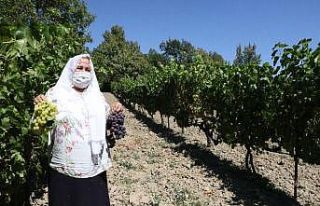 "Çavuş üzümü" hasadı başladı