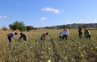 Celaliye’de bamya hasadı yapıldı