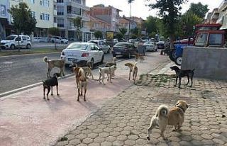 Çete gibi dolaşan köpekler korkutuyor