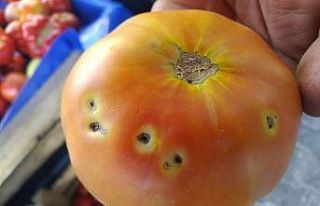 Çiftçi domates güvesi ile mücadele ediyor