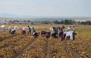 Çorum’da patates hasadı başladı