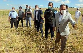 Cumhurbaşkanı Erdoğan’ın talimatının ilk hasadı...