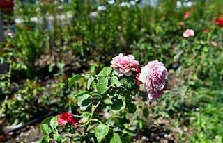 Daha yeşil bir Ankara