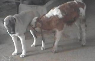 Danayı emziren kangal köpeği görenleri şaşırtıyor