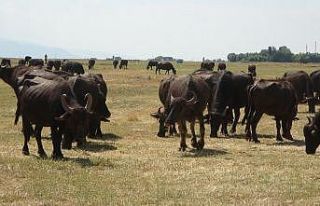 Devlet desteğiyle dağıtılan mandalar vatandaşın...