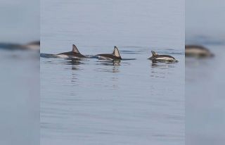 Dilek Yarımadası Milli Parkı’ndaki yunusların...