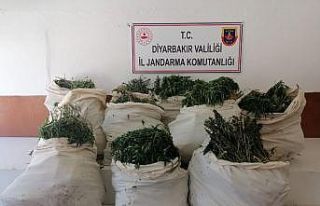 Diyarbakır’da 975 bin kök Hint keneviri, 176 kilo...